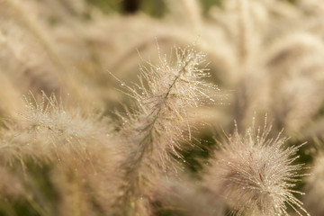 Fluffy grass with dew