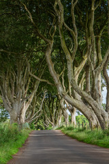 The Dark Hedges im Sommer - County Antrim, Nordirland