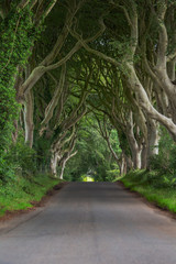 Obraz premium The Dark Hedges im Sommer - County Antrim, Nordirland