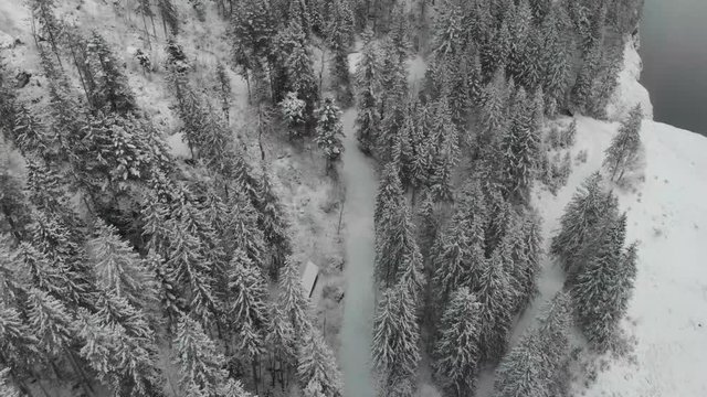 Aerial Drone Shot of Winter Forest