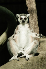 lemur in the zoo