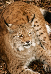 Naklejka na ściany i meble lynx in the zoo