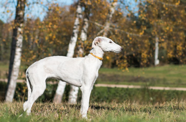 Fototapeta premium Borzoi dog puppy posing outside in beautiful autumn. Russian wolfhound white. 