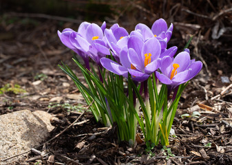 Crocus In Springtime