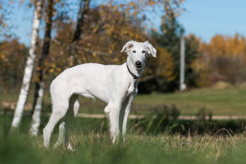 Naklejka premium Borzoi dog puppy posing outside in beautiful autumn. Russian wolfhound white. 