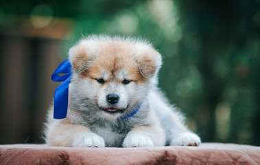 Akita inu cute puppy outside in green background.	