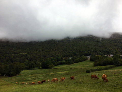 Landscape with fog and cows