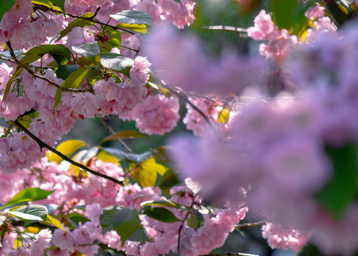 pink cherry blossom close up on the branch. beaty of japanese sakura season. wonderful nature background