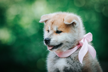 Akita inu cute puppy outside in green background.	