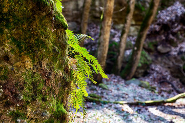 Farne im wald