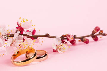 Wedding concept with a branch of blooming apricots on a pink background