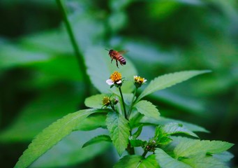 Bee hovering over an orange and white flower trying to get pollen with a nice green background