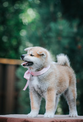 Akita inu cute puppy outside in green background.	