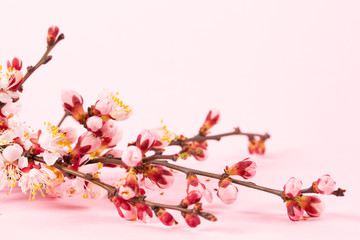 Beautiful bouquet of twigs blossoming apricots for congratulations