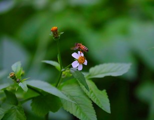 Bee hovering over an orange and white flower trying to get pollen with a nice green background