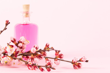 Perfume bottle and a branch of blooming apricots on a pink background