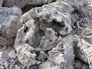 Xerophyte coastal vegetation withstands drought. Oman