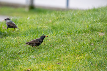 A picture of a European starling perching on the ground.    Vancouver BC Canada