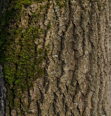 Bark texture. Square shot. Natural texture.