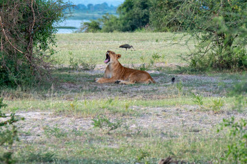 Naklejka na ściany i meble yawning lion in uganda
