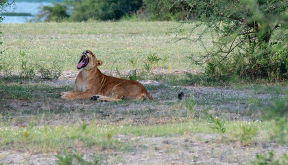 yawning lion in uganda
