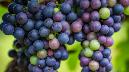 blue grapes in green vineyard.