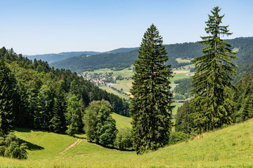 Baum im Gebirge