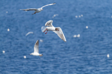 Sea gulls fly on the sea