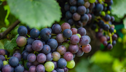 blu merlot grapes in green vineyard