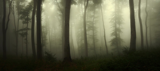 dark scary woods, panoramic forest landscape