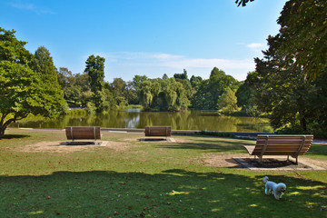 Benches in a city park in front of a pond with a dog in the front