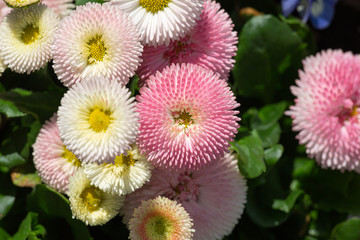 Top view at bellis perennis in pink and white in full bloom © jokuephotography