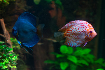 Bunte Fische