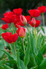 bunch of red tulip in the garden. beautiful nature background in spring