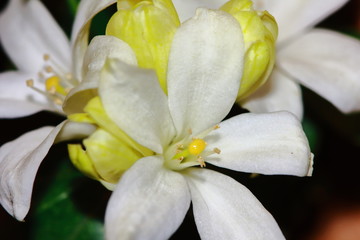 Obraz premium Beautiful mock orange (Philadelphus) flowers close up