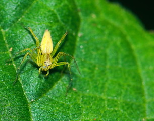 Macro Photography of Jumping Spider on Green Leaf
