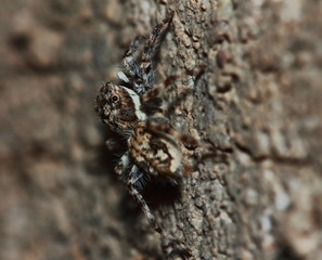 Macro Photography of Jumping Spider on Green Leaf