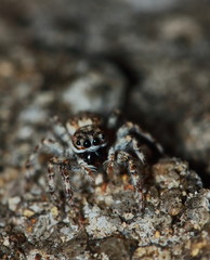 Macro Photography of Jumping Spider on Green Leaf