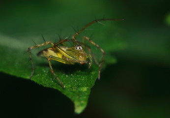 Macro Photography of Jumping Spider on Green Leaf