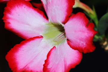 Red Azalea flowers in a blooming on tree