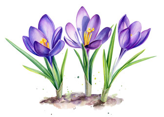 Purple crocus flower, isolated white background, watercolor illustration