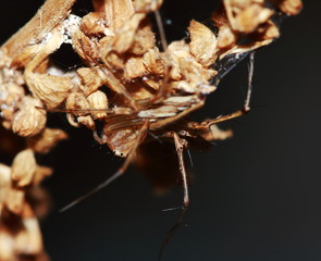 Macro Photography of Jumping Spider on Green Leaf