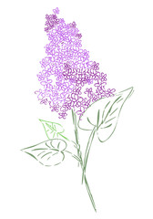 Hand Drawn Lilac Flower. Vector Illustration.