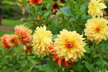 Spring time, gardens with beautiful blooming flowers. Vibrant multi colored Dahlias (Asteraceae).