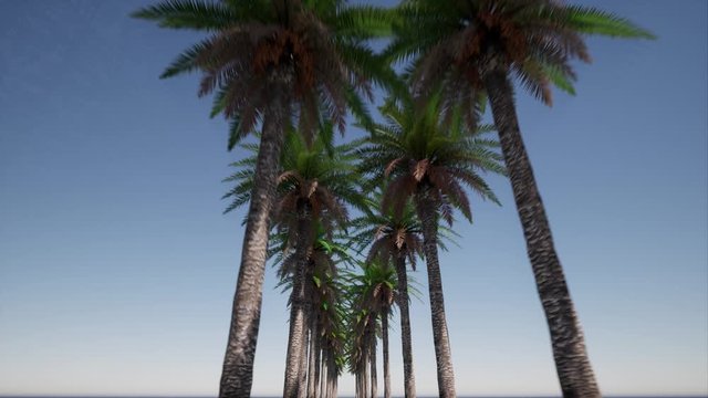 Beautiful avenue of palms. Miami beach. Outdoor tourism landscape. Urban landscape. Blue rays. Sky blue. Tropical resort background. 4k