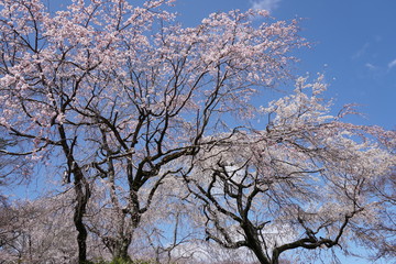 Fototapeta premium 枝垂桜