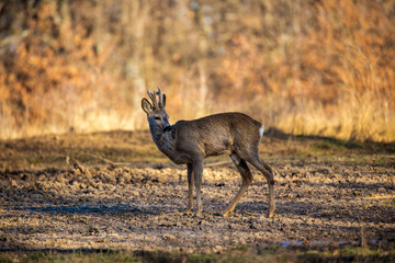 Male roe deer (roebuck) in the forest, early spring time