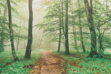path in green forest with fog at spring