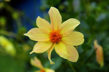 Spring time, gardens with beautiful blooming flowers. Vibrant yellow colored Dahlia (Asteraceae).
