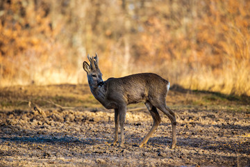 Male roe deer (roebuck) in the forest, early spring time